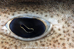 The eye of a small-spotted catshark, photographed at the ... by Christian Skauge 